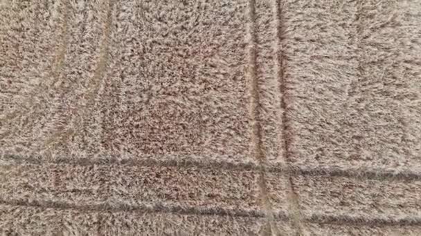 Survol aérien d'un champ de blé 