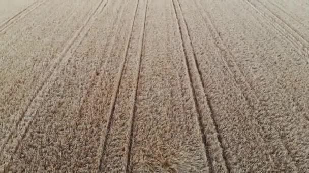 Survol aérien d'un champ de blé — Video