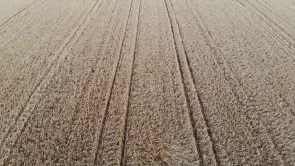 Vuelo aéreo de un campo de trigo — Vídeo de stock