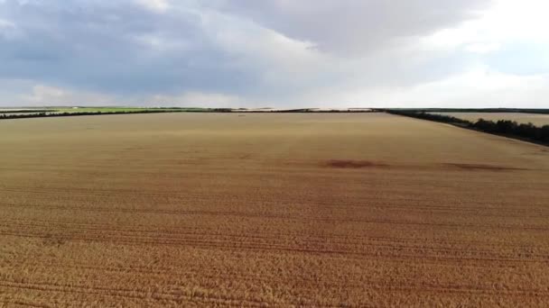 Vuelo aéreo de un campo de trigo — Vídeos de Stock