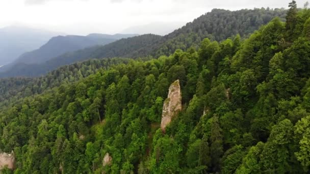 여름의 산악 숲 위를 비행하는 모습 — 비디오