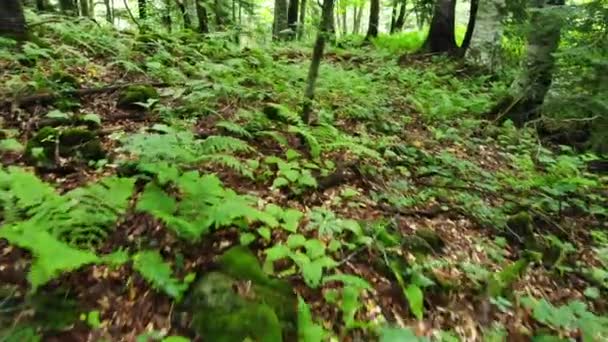 Malebný pohled zelené lesní houštiny a zpátky — Stock video