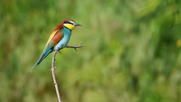 Apicultor europeo o Merops apiaster — Vídeos de Stock