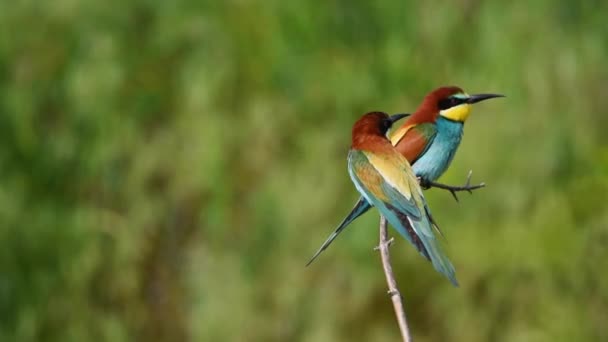 European bee-eater or Merops apiaster — Stock Video