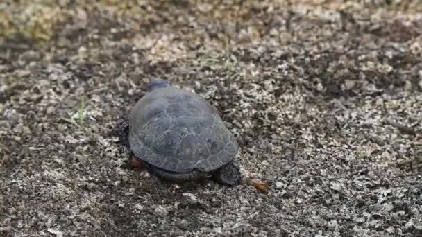 Europäische Teichschildkröte oder Emys orbicularis — Stockvideo