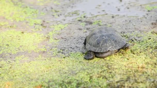 European pond turtle or Emys orbicularis — Stock Video