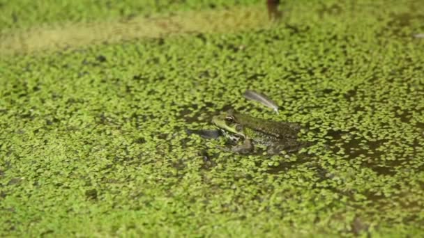 Pool or marsh frog in the water — Stock Video