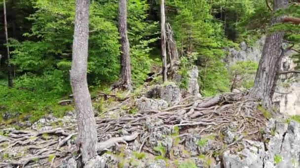 Vuelo sobre bosque de montaña en verano — Vídeos de Stock