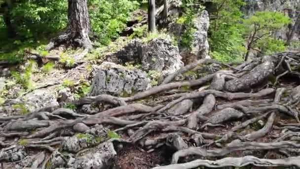 Vol au-dessus de la forêt de montagne en été 
