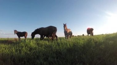 Vahşi Mustang günbatımında otlatmak