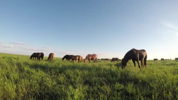 Los mustangs salvajes pastan al atardecer — Vídeo de stock