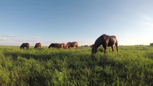 Les mustangs sauvages pâturent au coucher du soleil 