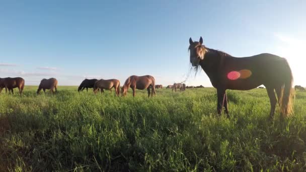 Les mustangs sauvages pâturent au coucher du soleil 