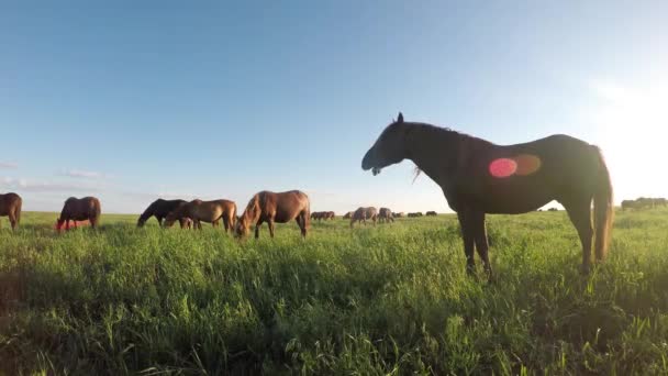 Les mustangs sauvages pâturent au coucher du soleil 