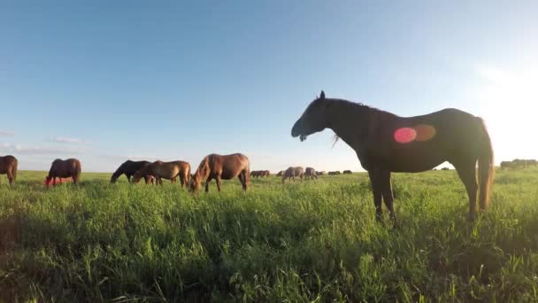 Wilde Mustangs grasen bei Sonnenuntergang — Stockvideo