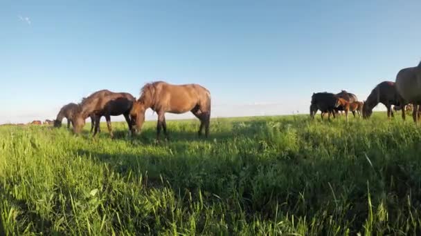 Wild mustangs graze at sunset — Stock Video