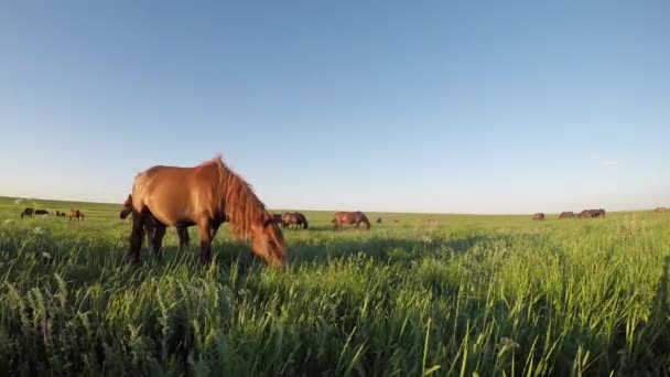 Wild mustangs graze at sunset — Stock Video