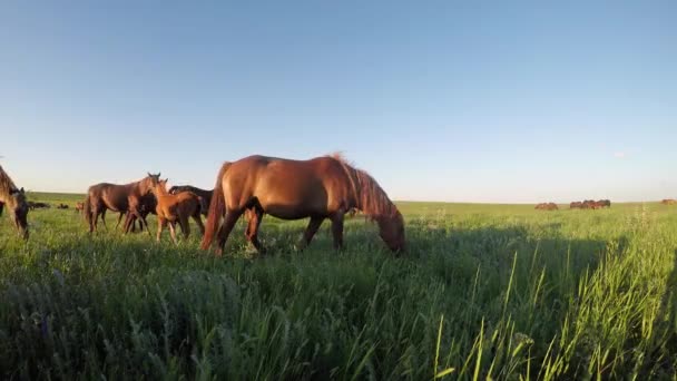 Les mustangs sauvages pâturent au coucher du soleil 