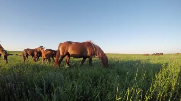 Wild mustangs graze at sunset — Stock Video