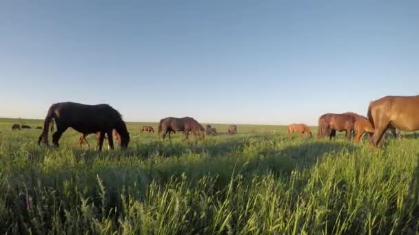 Les mustangs sauvages pâturent au coucher du soleil 