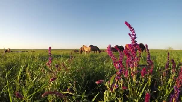 Les mustangs sauvages pâturent au coucher du soleil — Video