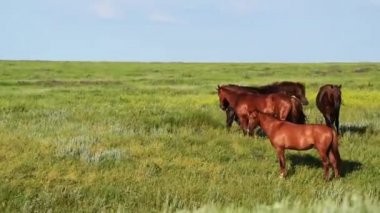 Vahşi Mustang günbatımında otlatmak