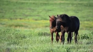 Vahşi Mustang günbatımında otlatmak