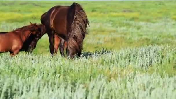Wilde Mustangs grasen bei Sonnenuntergang — Stockvideo