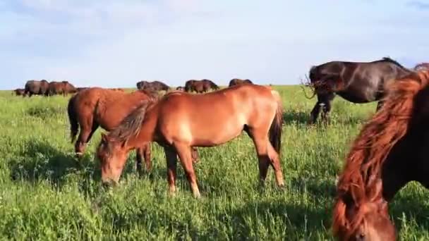 Les mustangs sauvages pâturent au coucher du soleil 