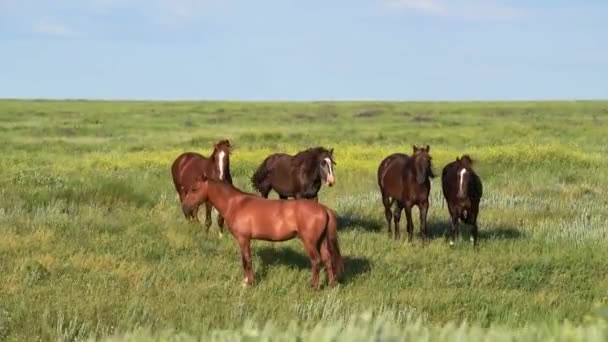 Les mustangs sauvages pâturent au coucher du soleil 