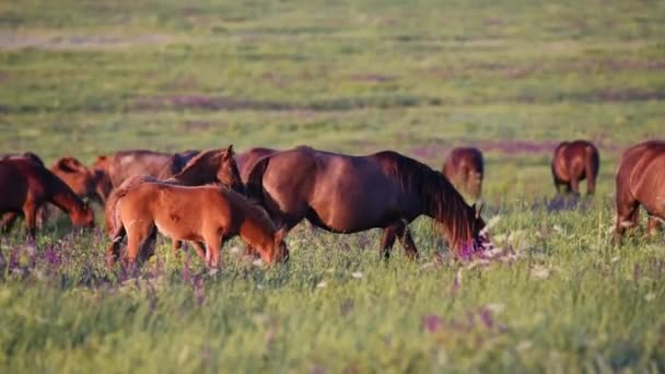 Les mustangs sauvages pâturent au coucher du soleil 