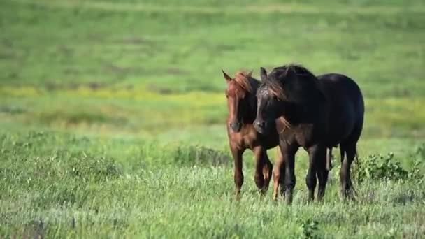 Les mustangs sauvages pâturent au coucher du soleil 