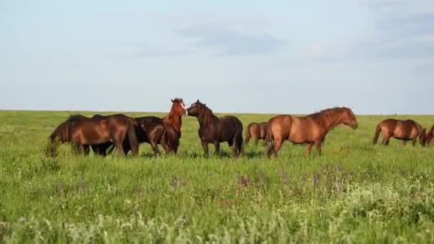 Les mustangs sauvages pâturent au coucher du soleil 