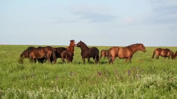 Les mustangs sauvages pâturent au coucher du soleil — Video