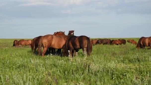 Dzikie Mustangi pasą się o zachodzie słońca — Wideo stockowe