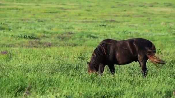 Les mustangs sauvages pâturent au coucher du soleil 