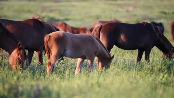 Mustangs selvagens pastam ao pôr do sol — Vídeo de Stock