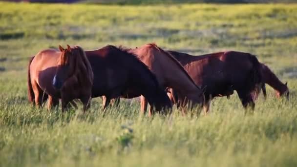 野生野马在日落时分吃草 — 图库视频影像
