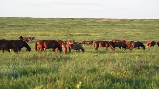 Les mustangs sauvages pâturent au coucher du soleil 