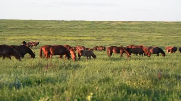 Les mustangs sauvages pâturent au coucher du soleil — Video