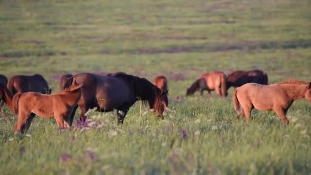 Wilde Mustangs grasen bei Sonnenuntergang — Stockvideo