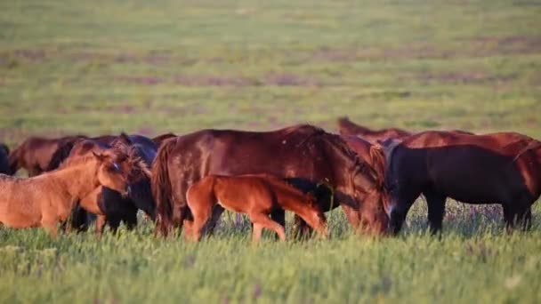 Wilde Mustangs grasen bei Sonnenuntergang — Stockvideo