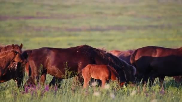 Los mustangs salvajes pastan al atardecer — Vídeos de Stock