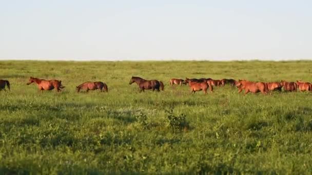 Les mustangs sauvages pâturent au coucher du soleil 