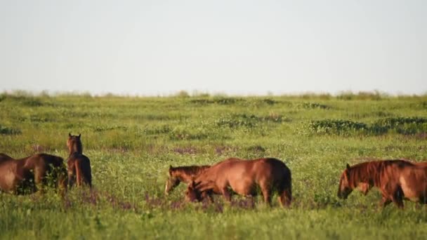 Les mustangs sauvages pâturent au coucher du soleil 