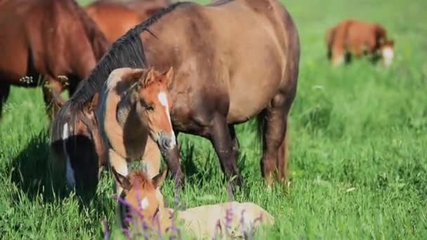 Dzikie Mustangi pasą się o zachodzie słońca — Wideo stockowe