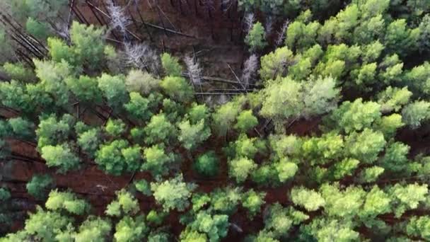 Полет над сосновым лесом летом — стоковое видео