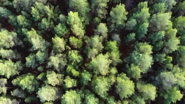 Vuelo sobre bosque de pinos en verano — Vídeos de Stock