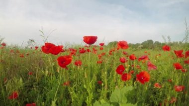 Çayır çiçek vahşi haşhaş ile