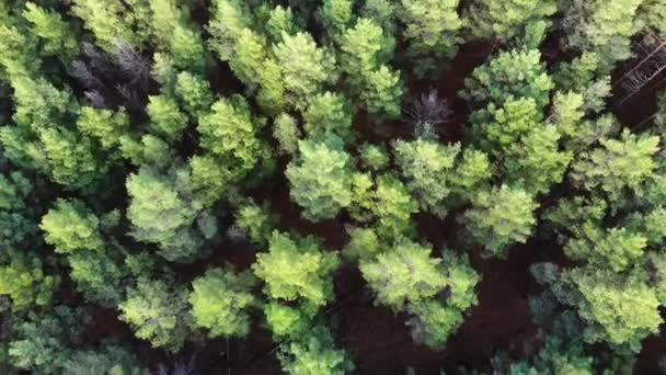 Vuelo sobre bosque de pinos en verano — Vídeos de Stock